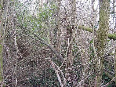 Hedge has encroached down bank into and over ditch
