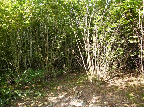 This              hazel has been coppiced once before