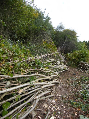 View              along length of hedge