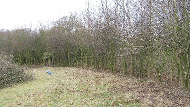 General view of hedge after preparation for laying