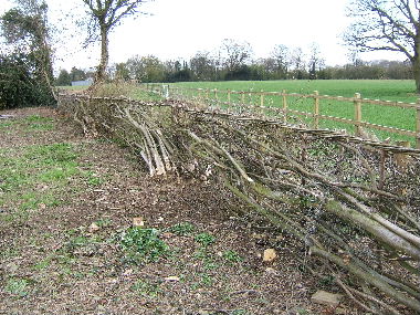 Detail of first section of hedge