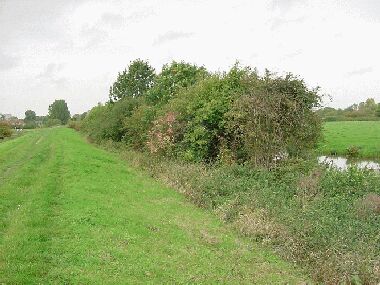 View towards canal before laying with ash trees just visible above the rest of the hedge