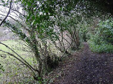 Same view looking up footpath as picture on right, before laying with hedge leaning out into field