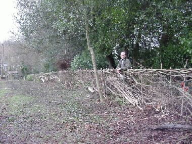 Eventually I was persuaded to pose by the almost completed hedge!