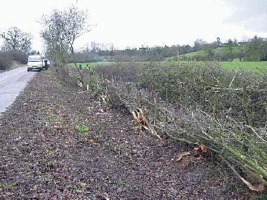 This is the hedge on the left after laying