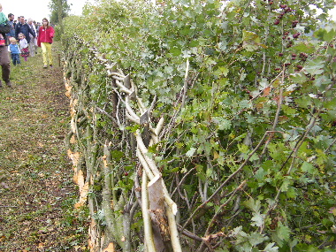My completed section from other end of hedge