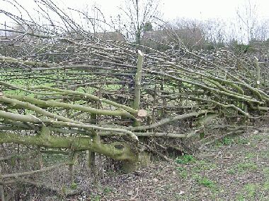 VIgorous ash regrowth laid into hedge making it thicker and 2 feet higher