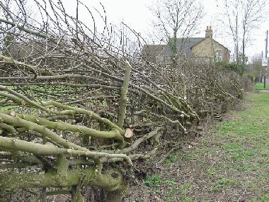 Live ash stakes used to support relaid hedge