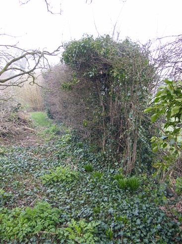 End of hedge              before....