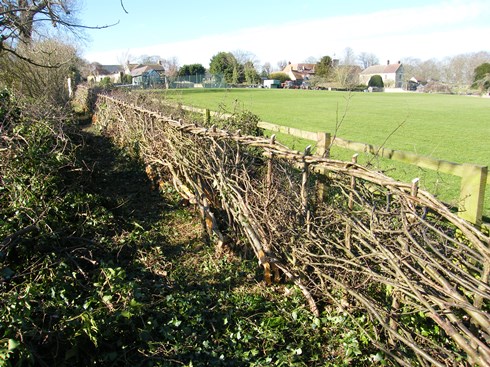 Another              view of completed hedge