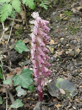Flowering toothwort - a parasitic plant lacking chlorophyll living on hazel roots