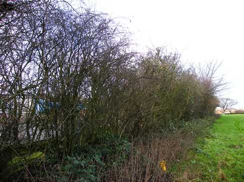 Initial              view from end of hedge