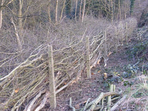 Tall concrete posts at              front and live stakes at back give a more substantial              hedge than possible with stakes and binders