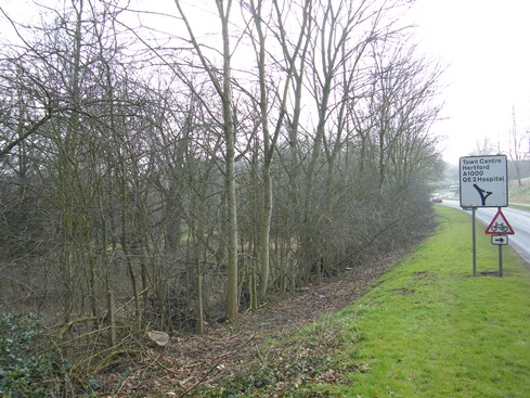 Before view from far end of hedge.