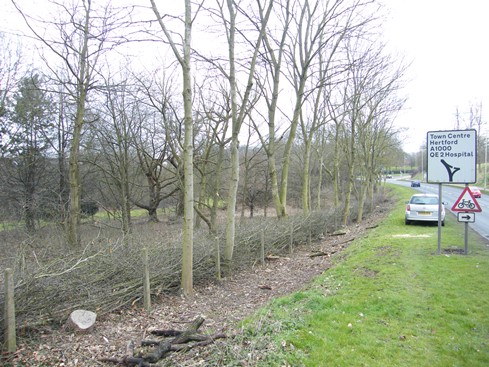 Hedge complete. Not how much better all              the trees look with the hedge laid.