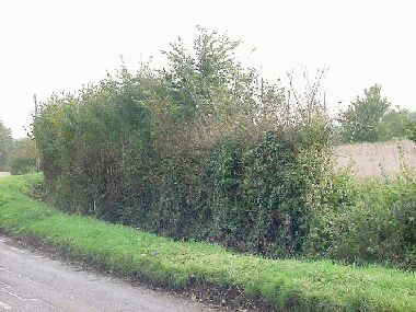 This is the hedge on the right before laying