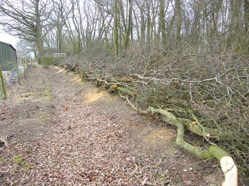 Completed              hedge, view on left
