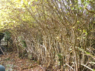 Hedge before laying