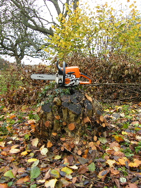 90 year old hazel coppice stool, last coppiced six years previously