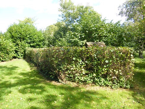 General view of hedge laid in 2004
