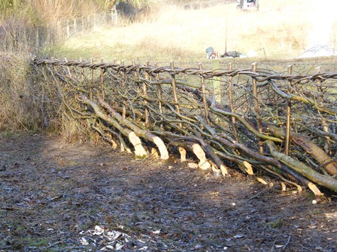 Very              high standard for a beginners' hedge