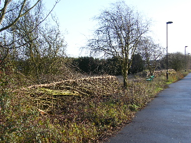 Same view of completed hedge