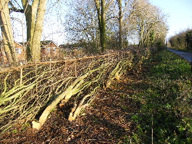 Same view of completed                      hedge