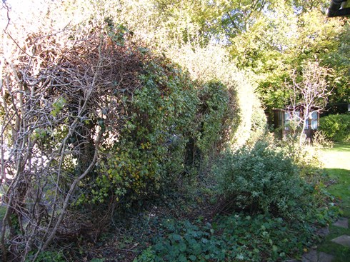 View of hedge before laying