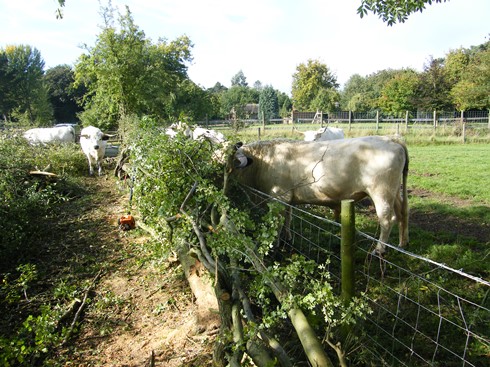 Initial section, cattle browsing the laid hedge