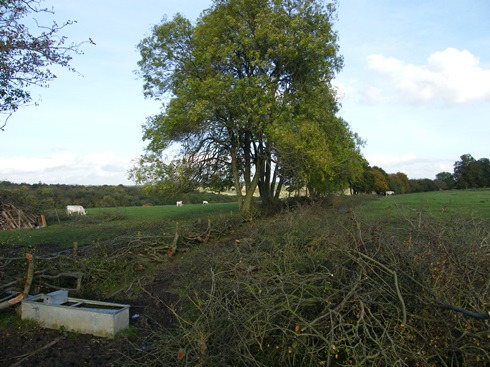 General              view of completed hedge
