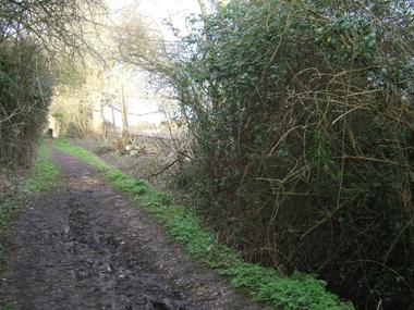 Same view form further back showing change in light levels from laying the hedge