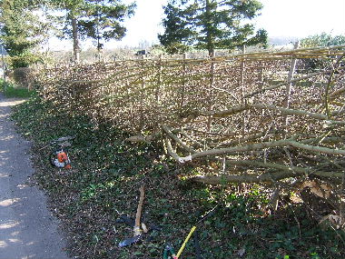 Roadside view of finished hedge