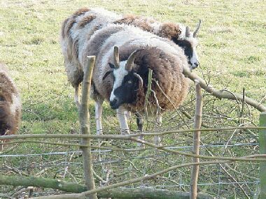 Help with the clearing up from these splendid Jacobs sheep