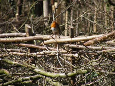 Robin perched on binding of newly laid                hedge