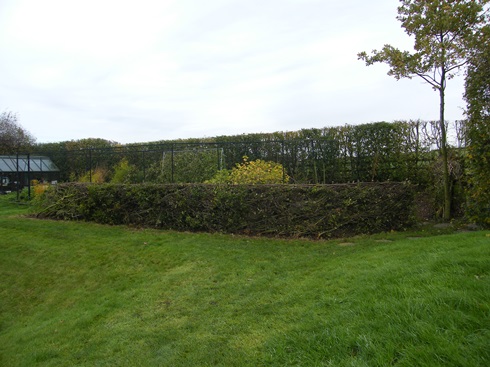 First section              of hedge before...