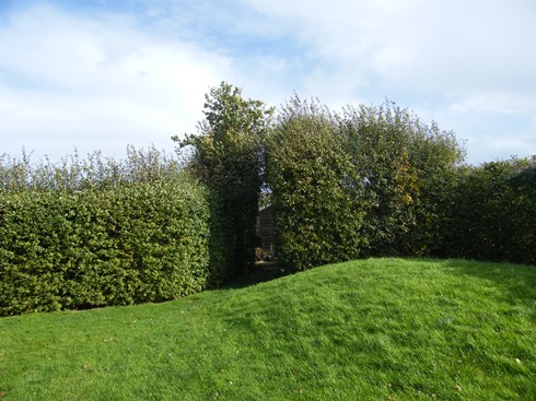 Corner of              garden before