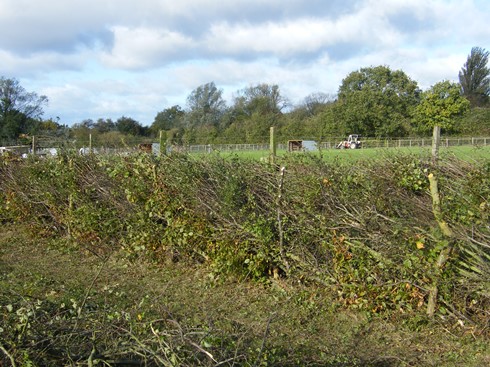 Another view showing live stakes              retaining the hedge