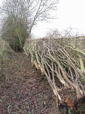 Start of completed hedge showing size of original hedge beyond
