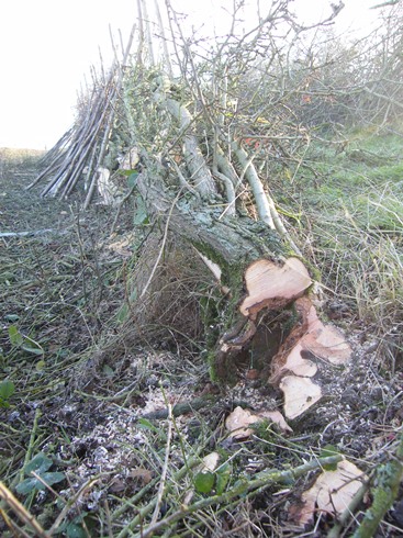 Example of              root laying