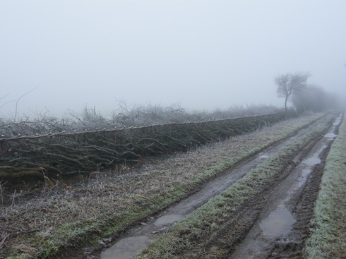 Hedgelaying              in the fog