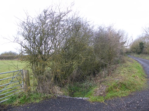 Short final              section of hedge by second gate after