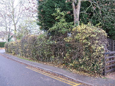 Side hedge before laying