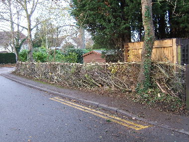 Side hedge after laying