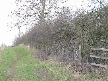 General view from lower end of hedge before laying