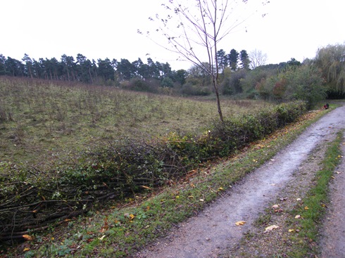 General view              of completed hedge