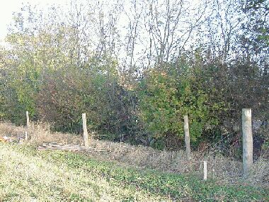 Hedge before laying.  Tall ash above a mixed hedge