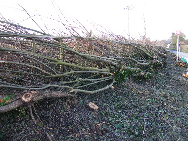 View of laid hedge