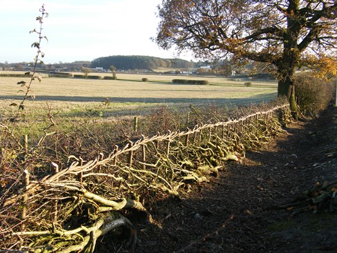 Contrast between laid              hedge and unlaid section beyond