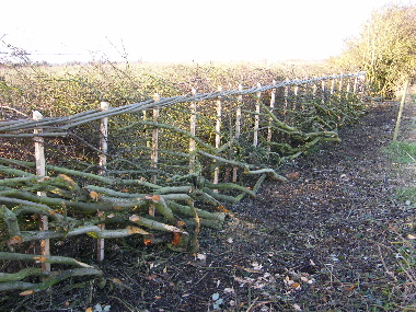Detail of completed hedge