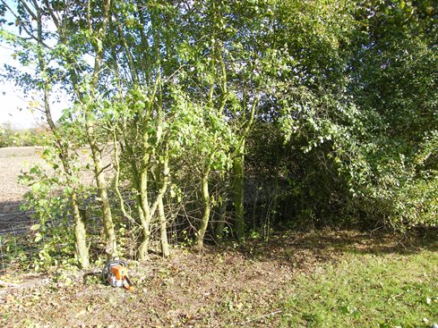 Substantial              field maple section